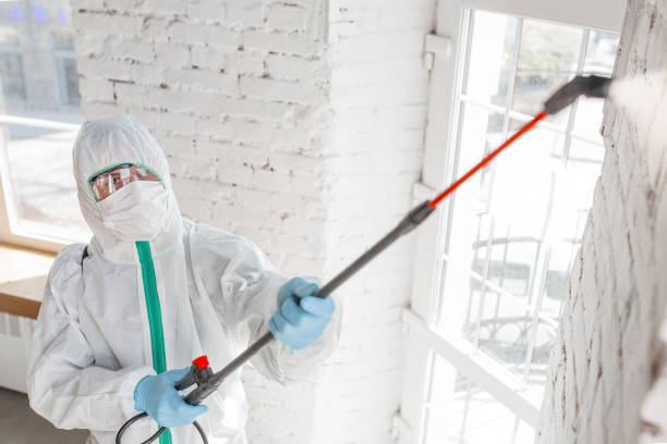 Best Basement Mold Removal  in Thruston, KY
