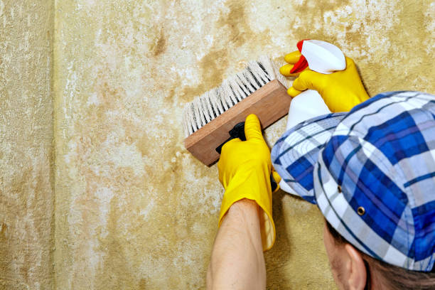 Mold Documentation for Insurance Claims in Thruston, KY