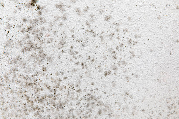  Thruston, KY Mold Removal Pros