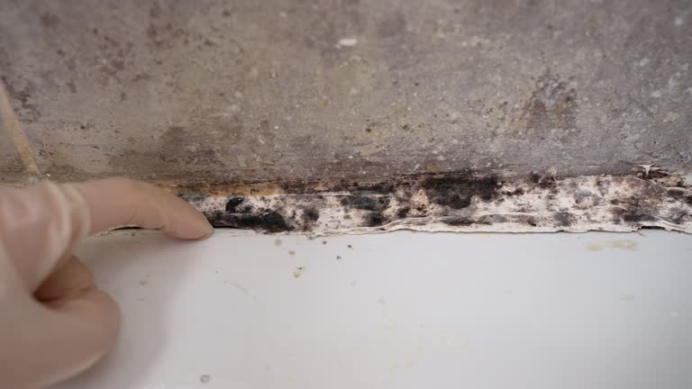 Best Mold Documentation for Insurance Claims  in Thruston, KY